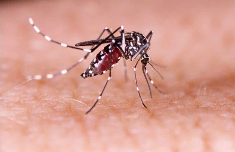 Combate à dengue: a importância da prevenção contínua durante o ano -  Assembleia Legislativa de Sergipe