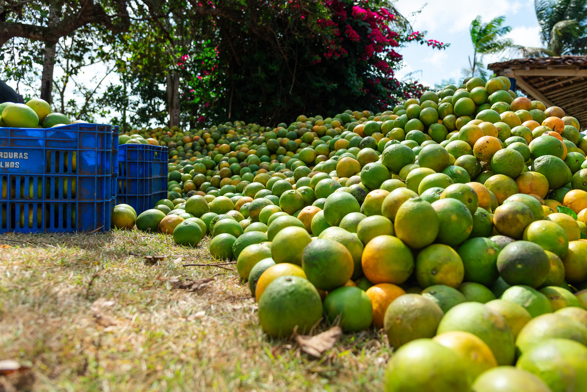 Sergipe tem segunda maior microrregião produtora de laranja no Brasil