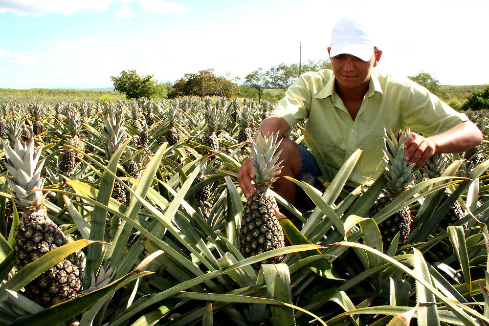 Sergipe tem: Festa do Abacaxi